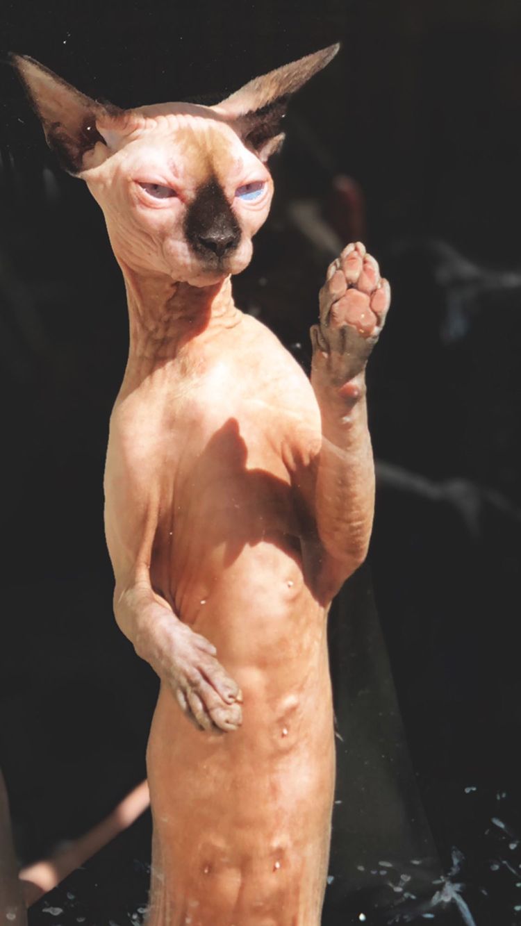 حیوان خانگی صابر ابر همه را ترساند