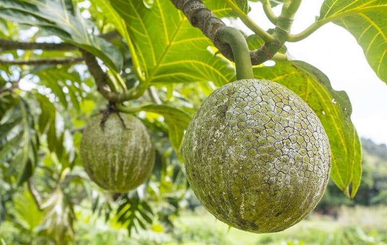 درختهایی که در تهران نان می‌دهند.