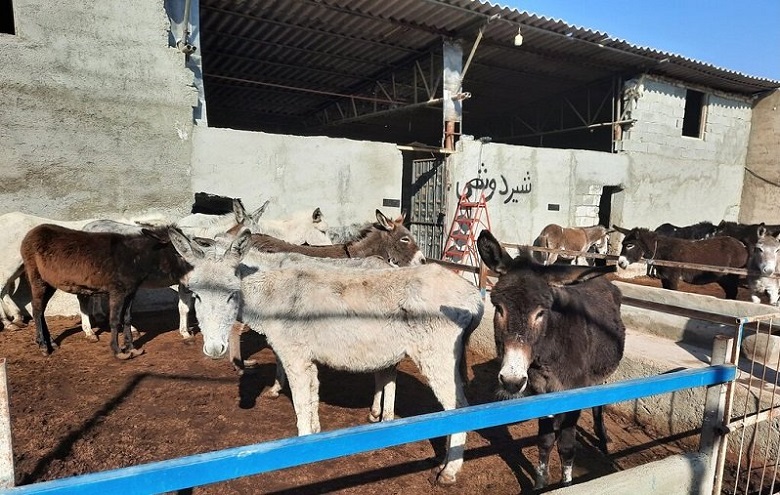 قیمت عنبرنسارا سر به آسمان کشیده است.