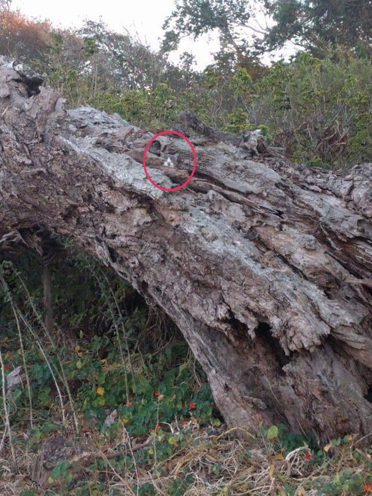 پاسخ تست بینایی گربه گم شده