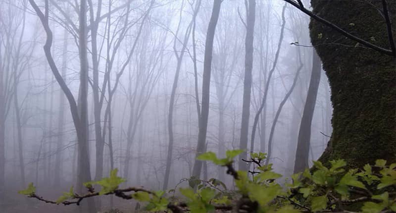 جنگل پاسند یکی از نقاط دست نخورده و بکر شمال ایران است