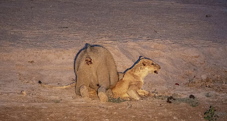 بچه فیل شجاع شیر را کُشته بود.