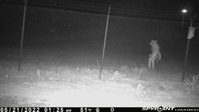 پرسه شبانه این موجود ترسناک و ناشناخته اطراف باغ وحش/ عکس پرسه شبانه این موجود ترسناک و ناشناخته اطراف باغ وحش/ عکس