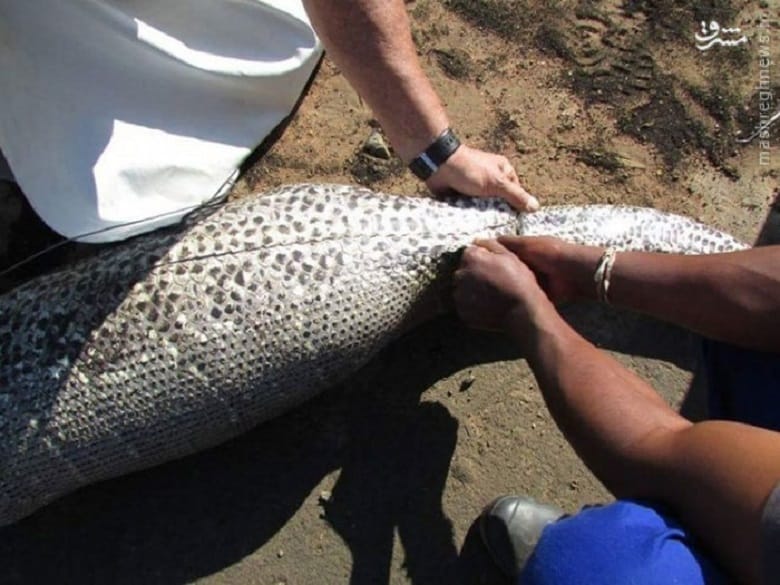 مار پیتون با خوردن خارپشت خودکشی می کرده است.