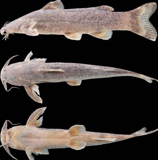  کشف و ثبت جهانی گونه جدید ماهی به نام «علی دایی»